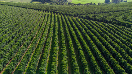 coffee plantation in Brazil, improves overall cognitive functioning of the brain, speeding response...