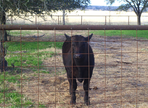 Don't fence me in - Black Brangus calf in pen photographed through cattle panel