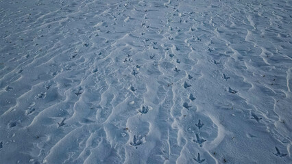 Deep animal tracks in the snow