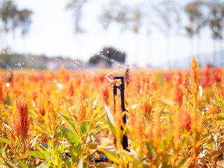 Automatic Sprinkler watering in cockscomb flower park, Sprinkler in park ,Garden irrigation system watering lawn
