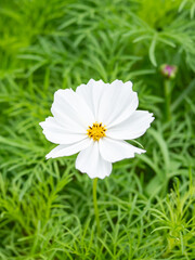 Cosmos flower with blurred background, cosmos flower blooming in the field, closeup and soft focus.