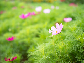 Cosmos flower with blurred background, cosmos flower blooming in the field, closeup and soft focus.