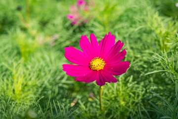 Cosmos flower with blurred background, cosmos flower blooming in the field, closeup and soft focus.