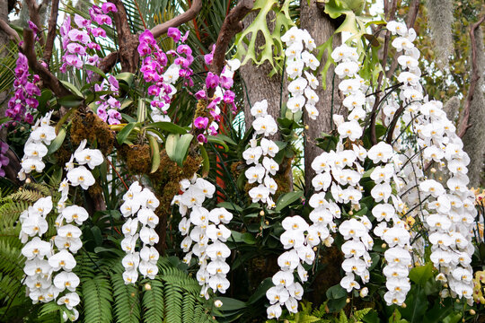 Orchid flower in tropical garden, Orchids Floral background, beautiful orchid in garden
