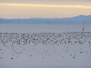 東京湾4　渡り鳥の夕景
