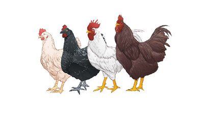 Group of chicken watercolor style on white background, vintage handdrawn. Vector illustration
