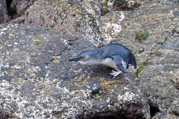 Fototapeta premium Little Blue Penguin in New Zealand