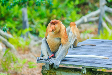 proboscis monkey or nasalis larvatus