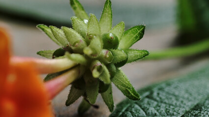 close up of a plant Lantana acuelata L