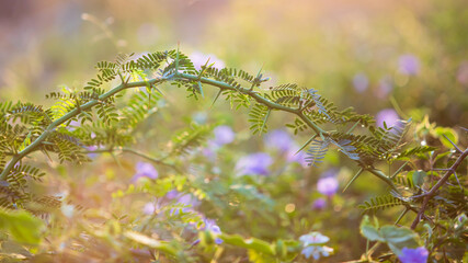 Green plant with thorn with sun light on the morning time.