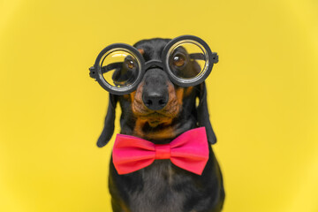 Portrait of funny dachshund puppy with silly look, wearing pink bow-tie and old-fashioned glasses for vision correction with round thick lenses, front view, yellow background, copy space and ad - obrazy, fototapety, plakaty