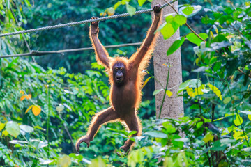 orangutans or pongo pygmaeus is the only asian great found on the island of Borneo and Sumatra