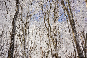 Fototapeta premium 三峰山 霧氷
