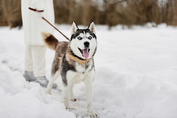 woman with a purebred dog outdoor games snow fun travel winter holidays