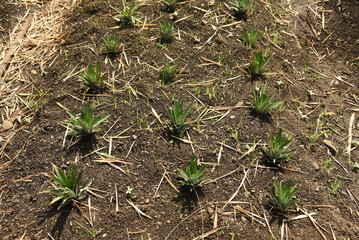 Freshly planted pineapple fruit plantation in the ground