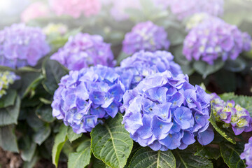 Blue Hydrangea flower garden with morning day light, nature background, spring and summer season