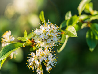 White cherry flowers. The branches of a blossoming Cherry tree with white flowers.