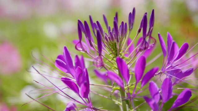 Cleome hassleriana, commonly known as Spider Flower,pink spider flowers or Cleome hassleriana in field,Beautiful Cleome hassleriana.