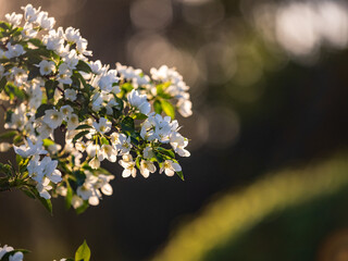 White blossoming apple trees. White apple tree flowers