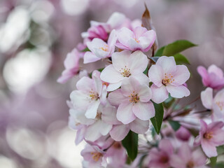 Fototapeta premium Fresh pink flowers of a blossoming apple tree with blured background