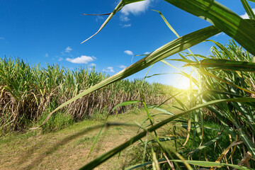 Sugar cane fileds plantation - obrazy, fototapety, plakaty