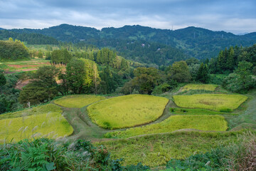 Obraz premium 棚田の実り