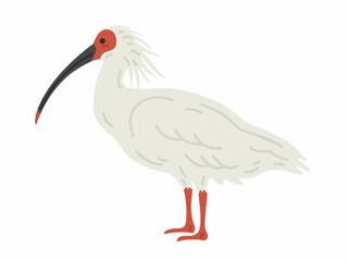 横から見た、トキのイラスト