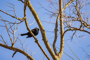 Close up shot of a Red-winged Blackbird on tree