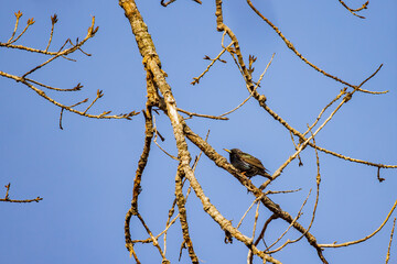 Close up shot of cute Common starling