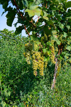 large clusters of white Krasio grapes hang on the bush