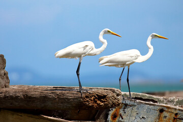 Great egret standing on a wooden. 