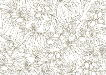 Jasmine Seamless pattern, background. Vector . In botanical style on white background.