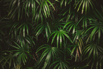 Naklejka na ściany i meble Leaves in the forest Beautiful nature background of vertical garden with tropical green leaf