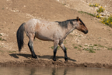 Strawberry Red Roan Wild Horse Stallion by the watering hole in the Pryor Mountains in Montana...