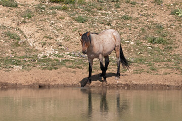 Rusty Orange Red Roan wild horse stallion reflecting in the water in the Pryor Mountains wild horse...