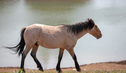 Wild Horse Red Roan stallion at the river in the western North America