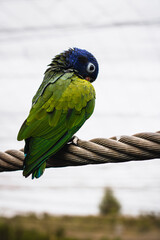 blue and yellow macaw