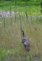 Wild turkey walking in a grassy field
