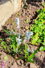 Beautiful flowers of Puschkinia scilloides (commonly known as striped squill or Lebanon squill) in garden at spring - obrazy, fototapety, plakaty