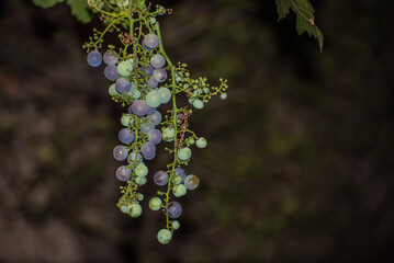 bunches of green grapes with grape leaves