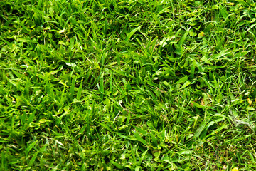 top view in the foreground of green grass