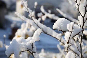 枝に積もる雪