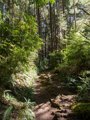 A footpath through a lush forest in Redwoods National Park.