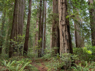 A dense grove of coastal redwoods in California.