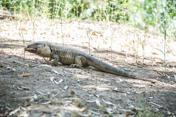 iguana on dirt soil with vegetation