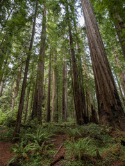 Fototapeta na wymiar A dense grove of coastal redwoods in California.