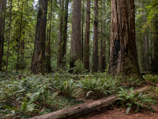 A dense grove of coastal redwoods in California.