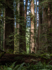 A dense grove of coastal redwoods in California.