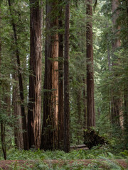 A dense grove of coastal redwoods in California.