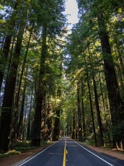 A two lane road through a dense Redwood forest, along the Avenue of the Giants in California.